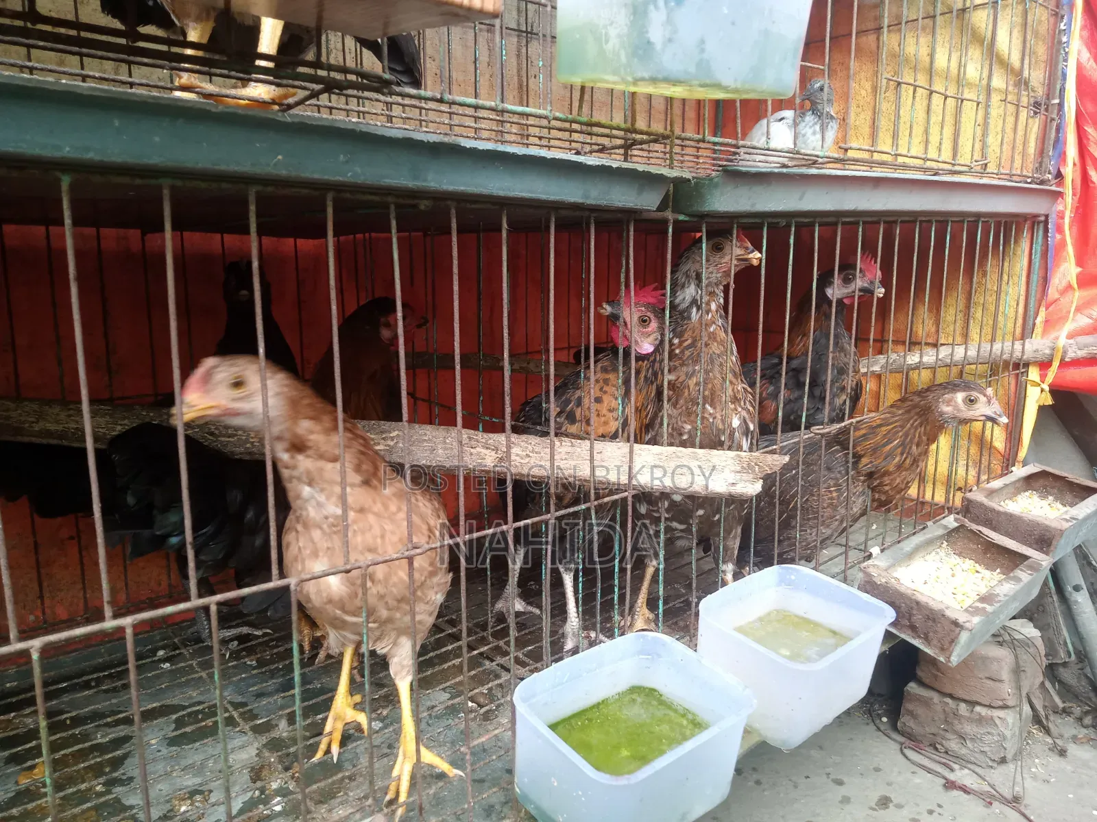 Desi Chicken