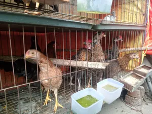 Desi Chicken