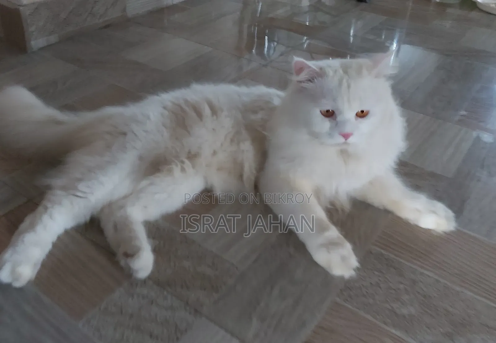 1+ Year Male Purebred Persian Cat