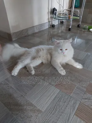 1+ Year Male Purebred Persian Cat