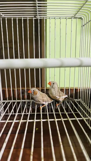 2 Pair Running Finch