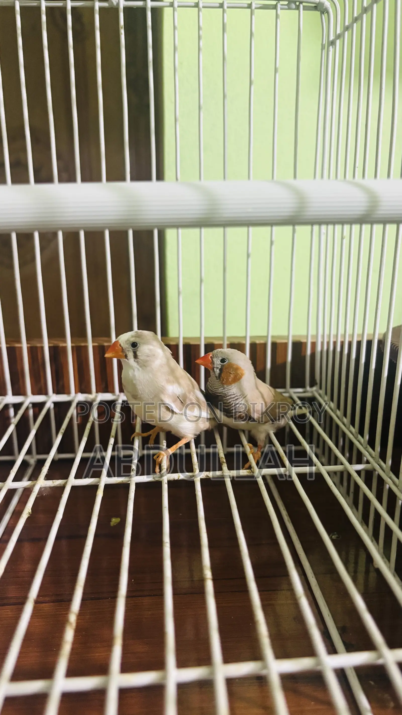 2 Pair Running Finch