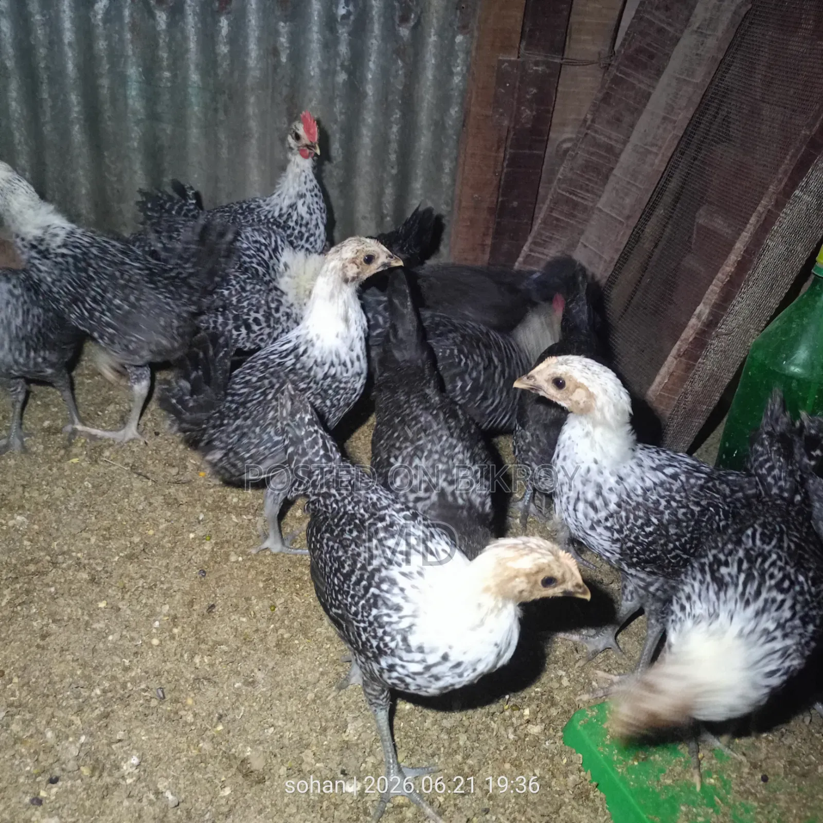Egyptian Fayoumi Chicken