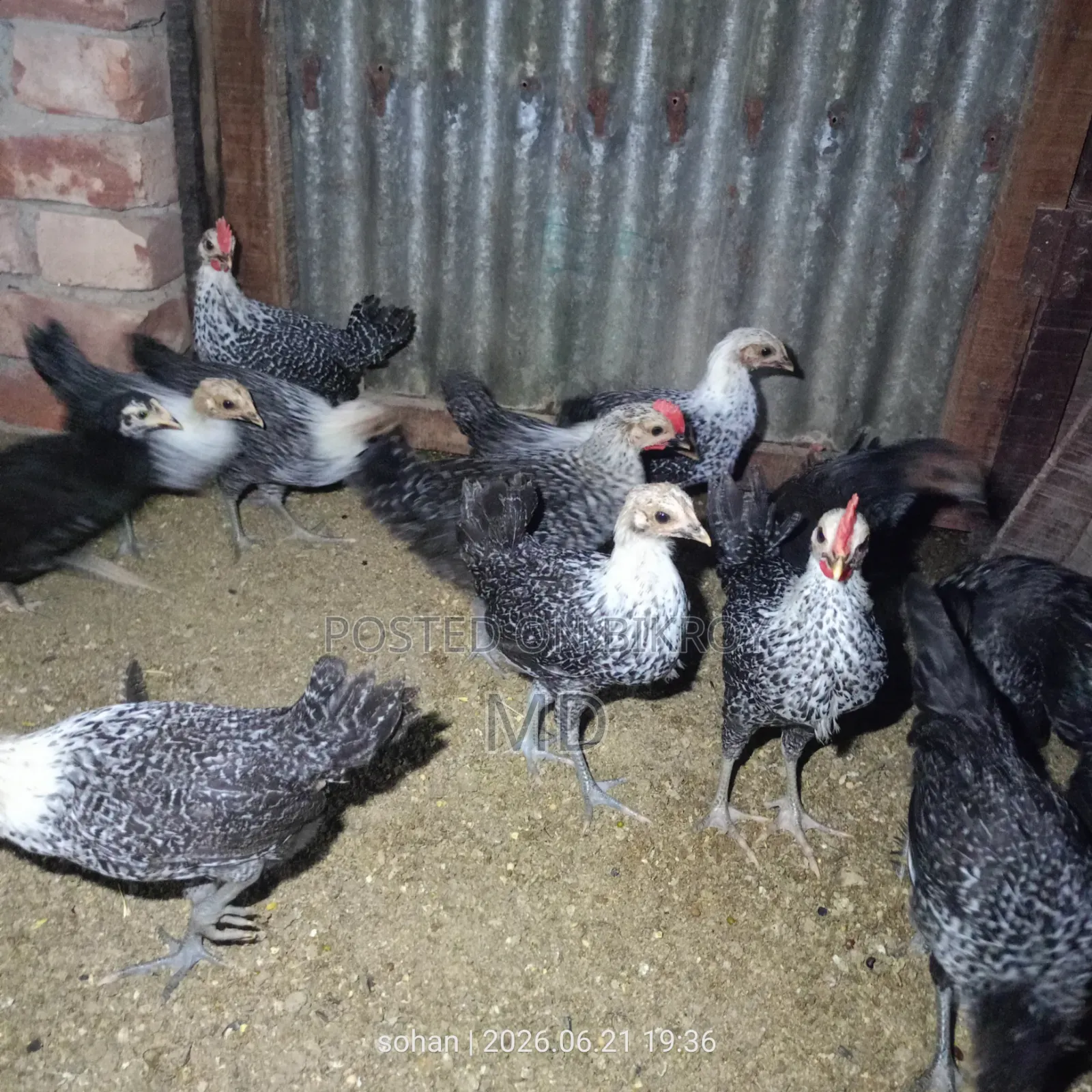 Egyptian Fayoumi Chicken
