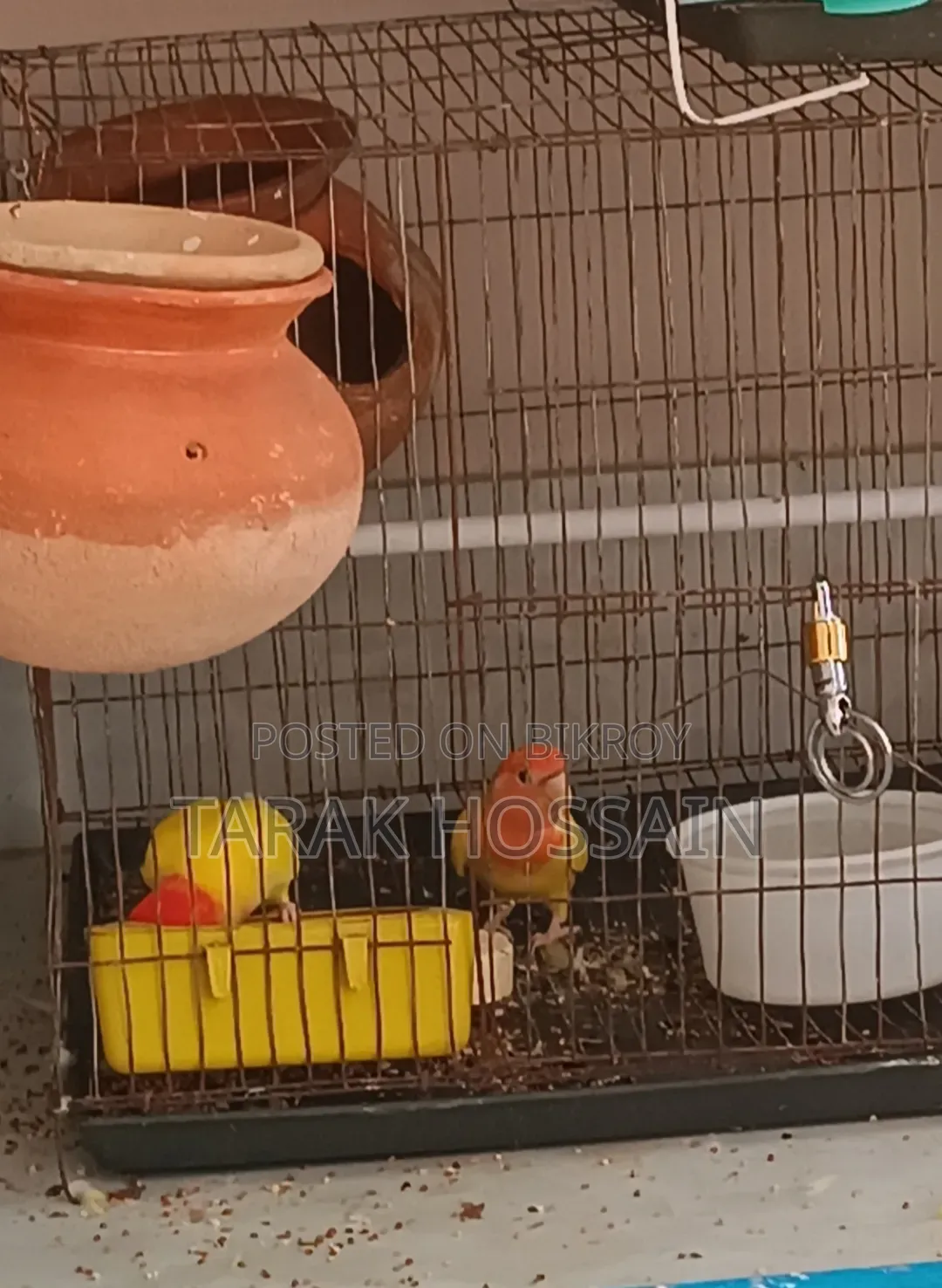 Lutino Opline Love Bird 1 Pair
