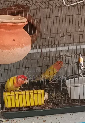 Lutino Opline Love Bird 1 Pair