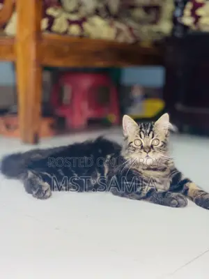 1-3 months Male Purebred Persian