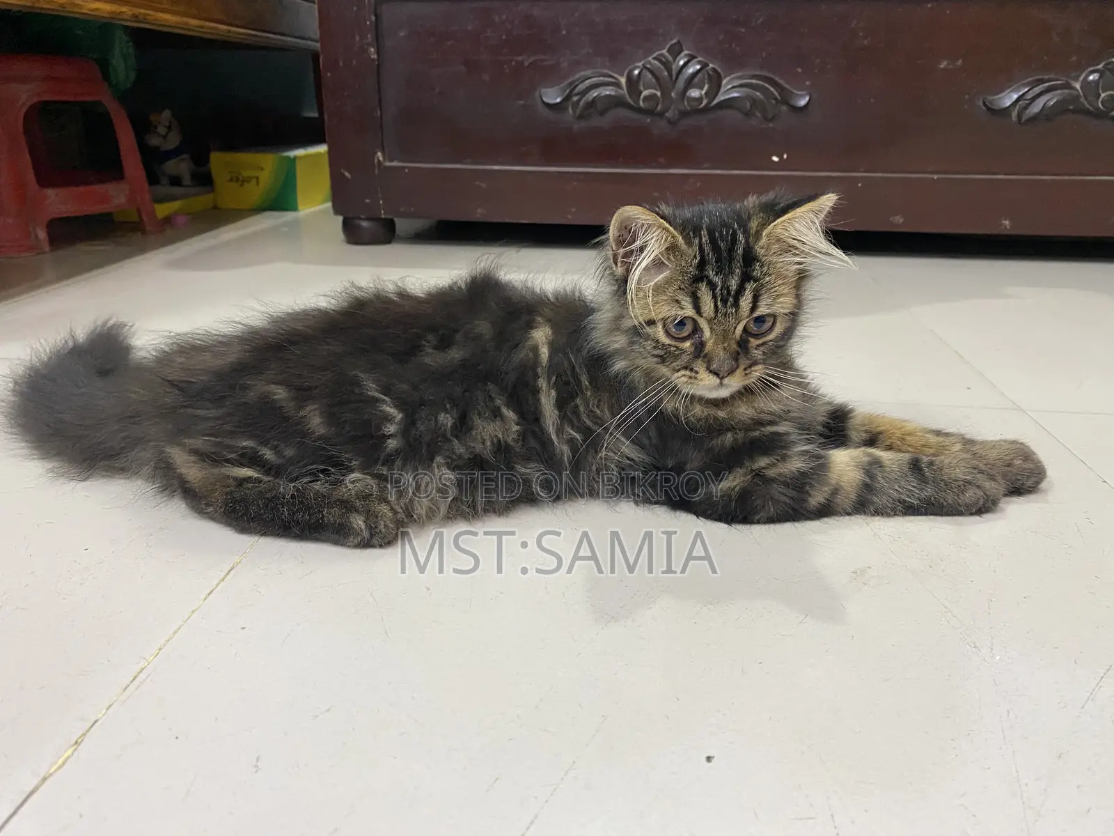 1-3 Months Male Purebred Persian