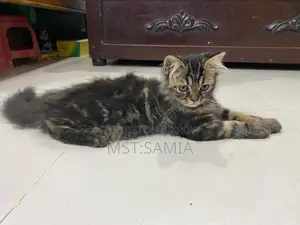 1-3 Months Male Purebred Persian