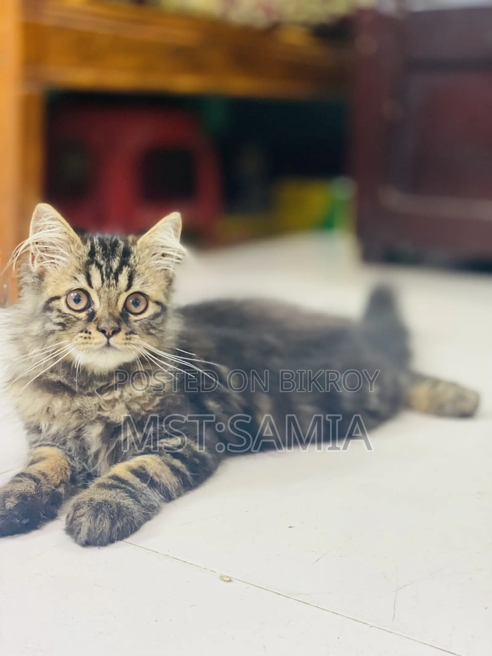 1-3 Months Male Purebred Persian