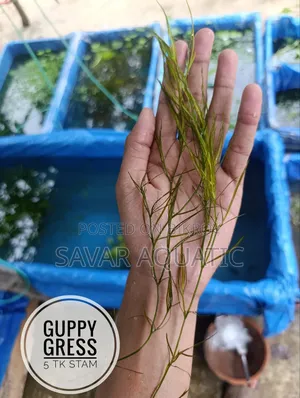 Life Plant