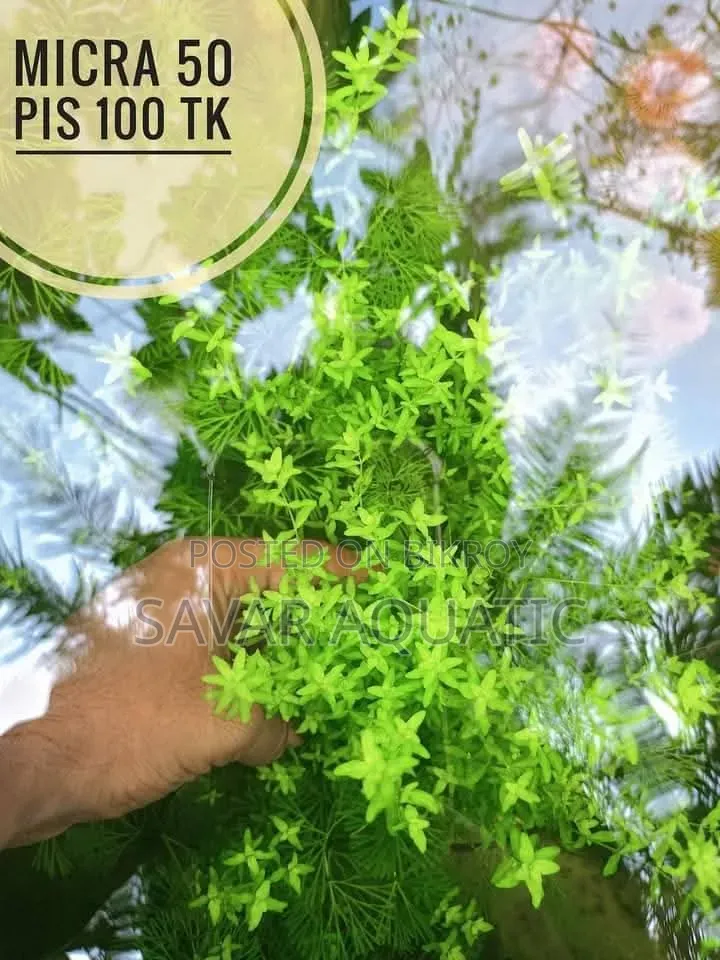 Life Plant