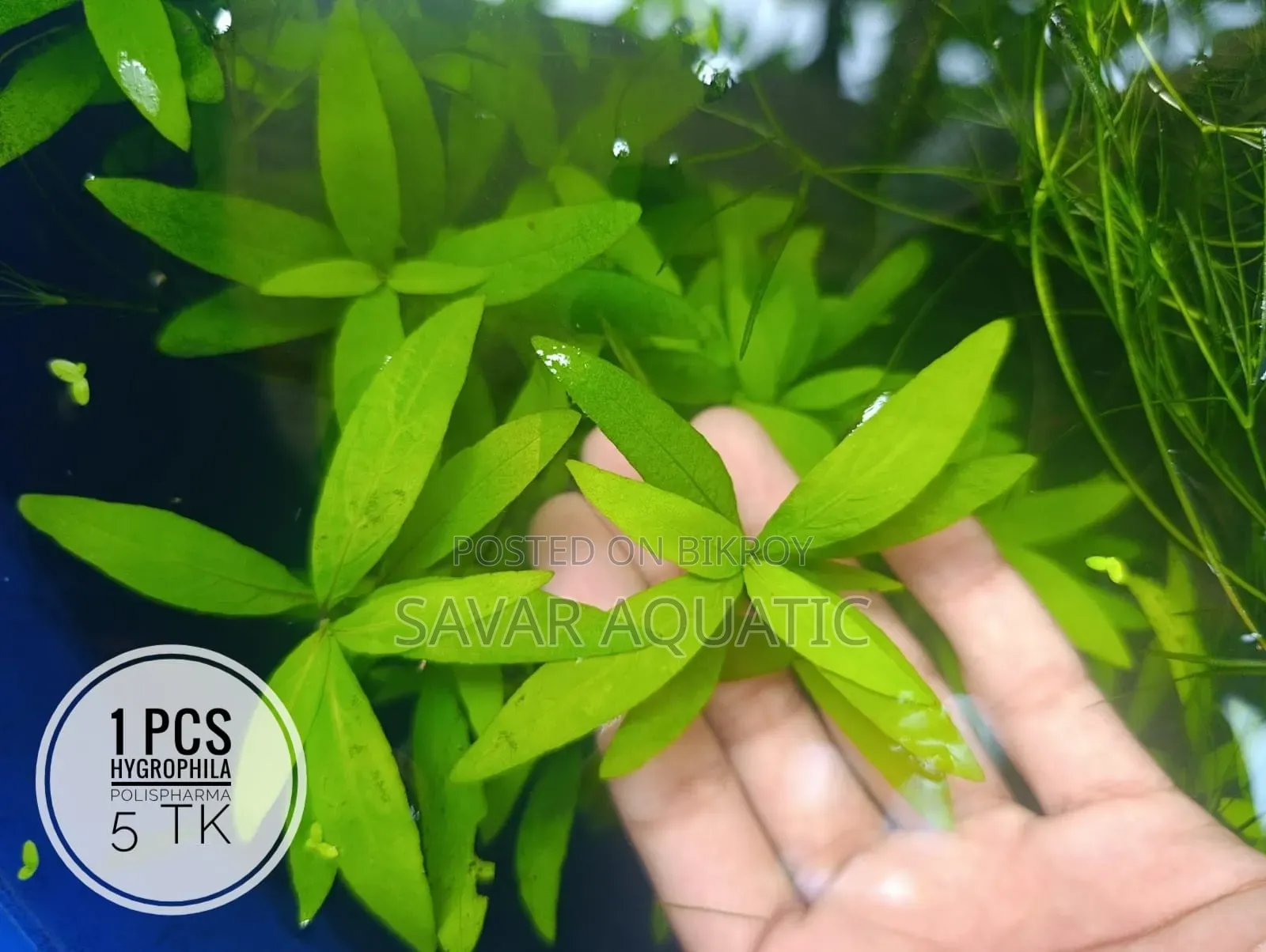 Life Plant