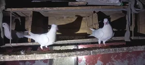 হাই ফ্লাইং কবুতরের বাচ্চা