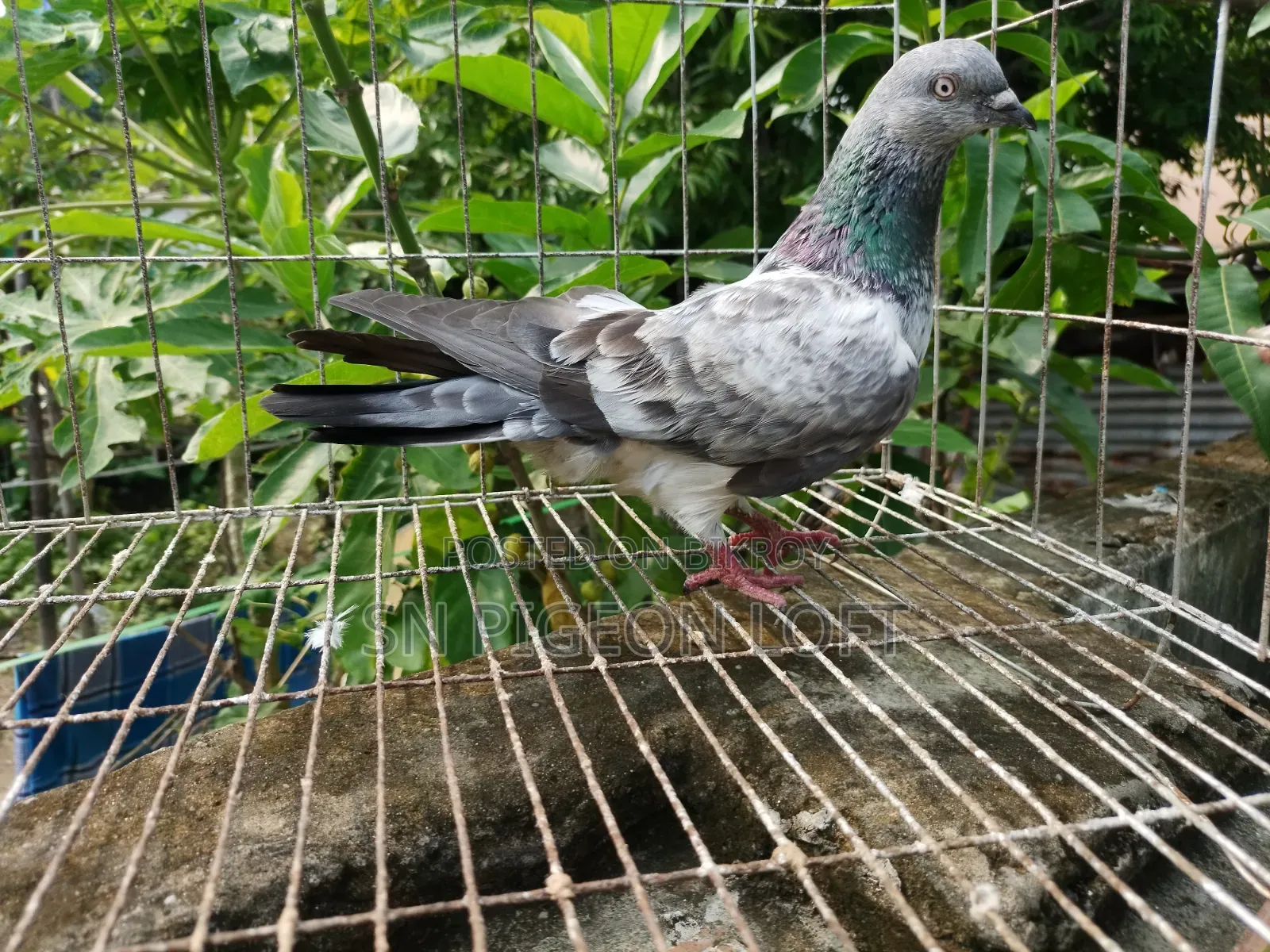 বাজি লাইনার বাঘা নর
