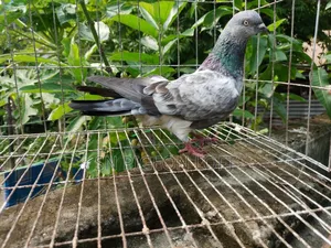 বাজি লাইনার বাঘা নর
