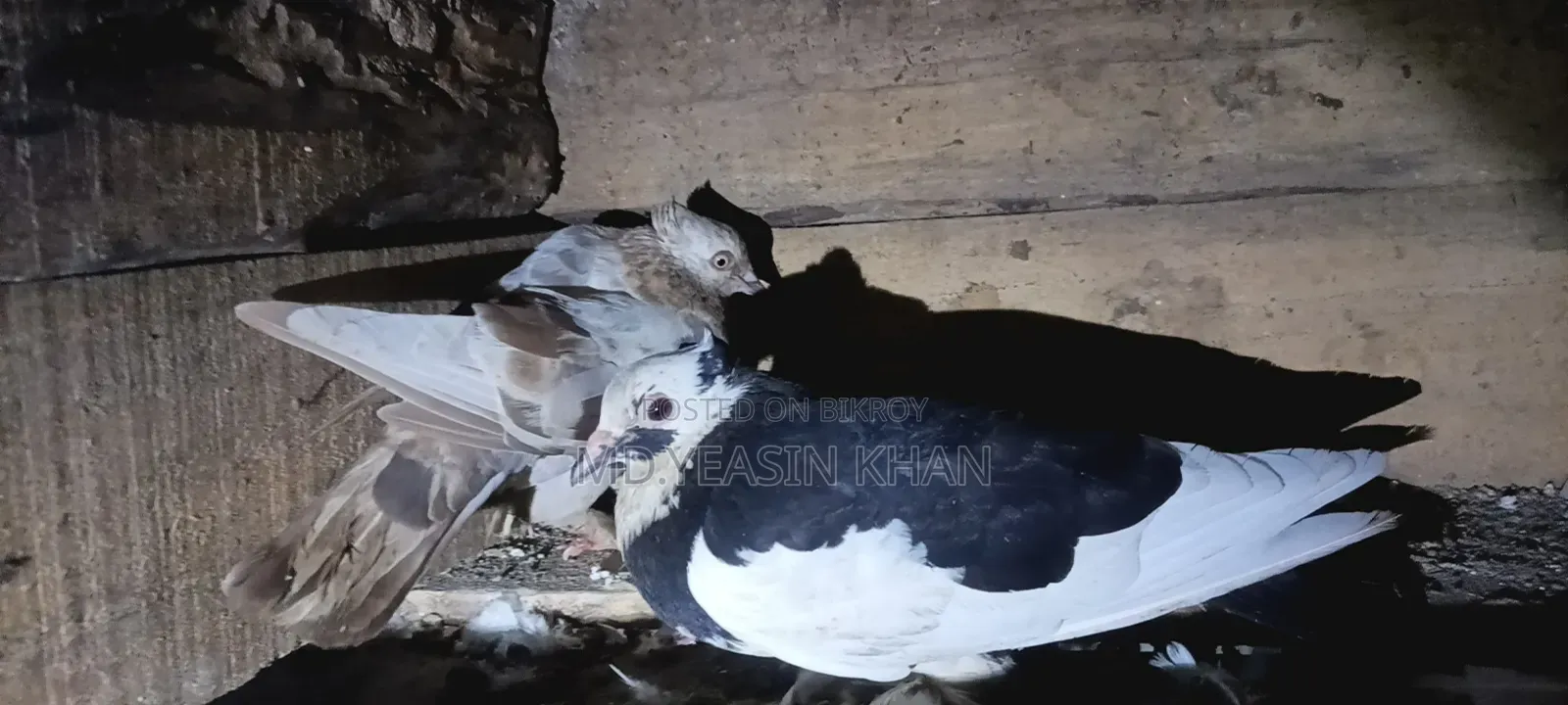 গোলা কবুতর
