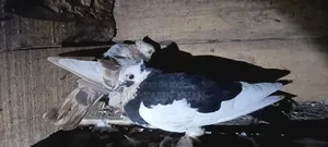 গোলা কবুতর