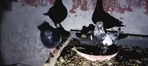 Giribaz Pigeon