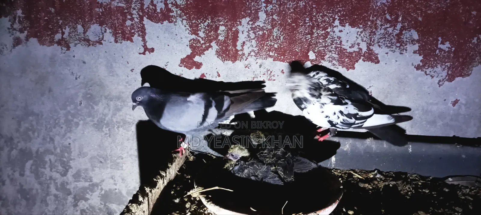 Giribaz Pigeon