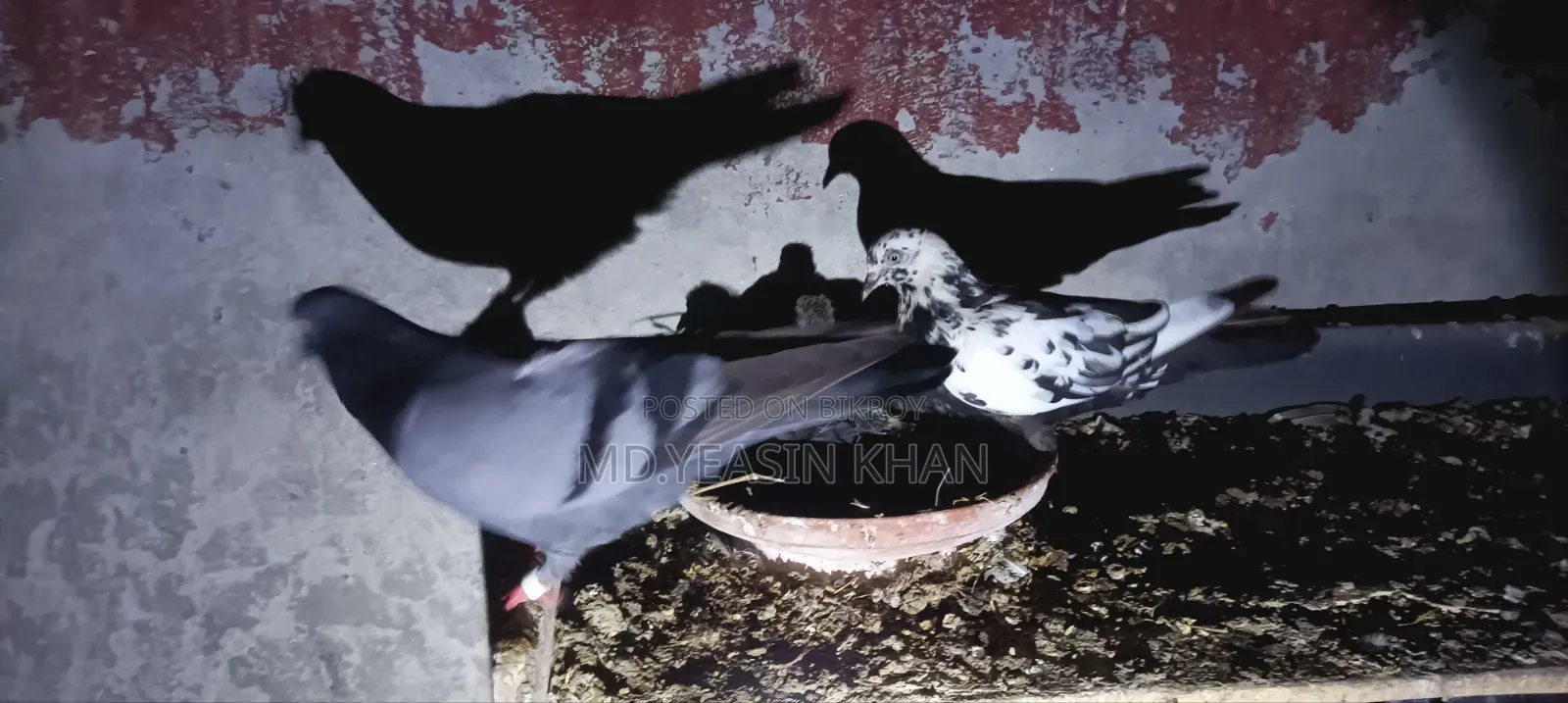 Giribaz Pigeon