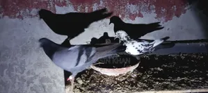 Giribaz Pigeon