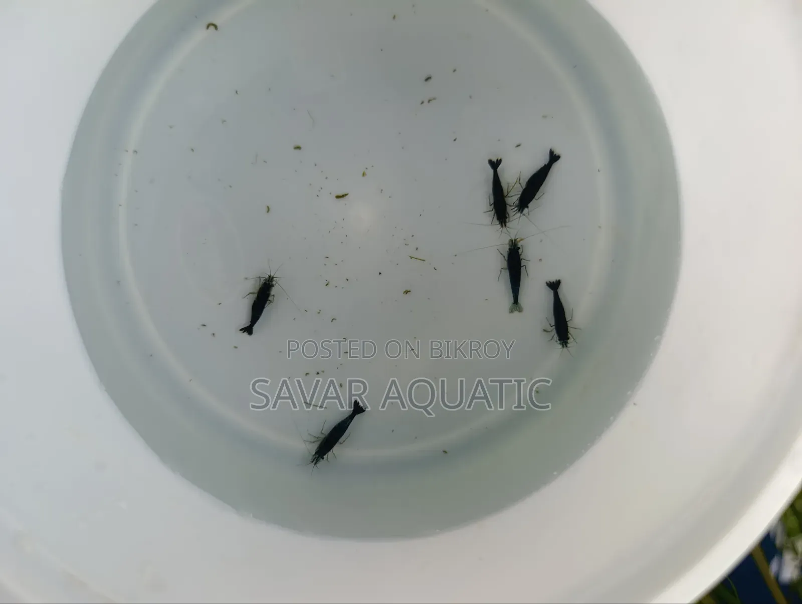Blue Shrimp