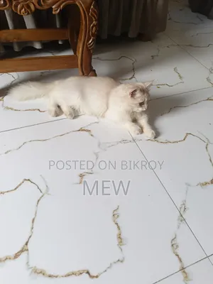 3-6 Months Male Purebred Persian