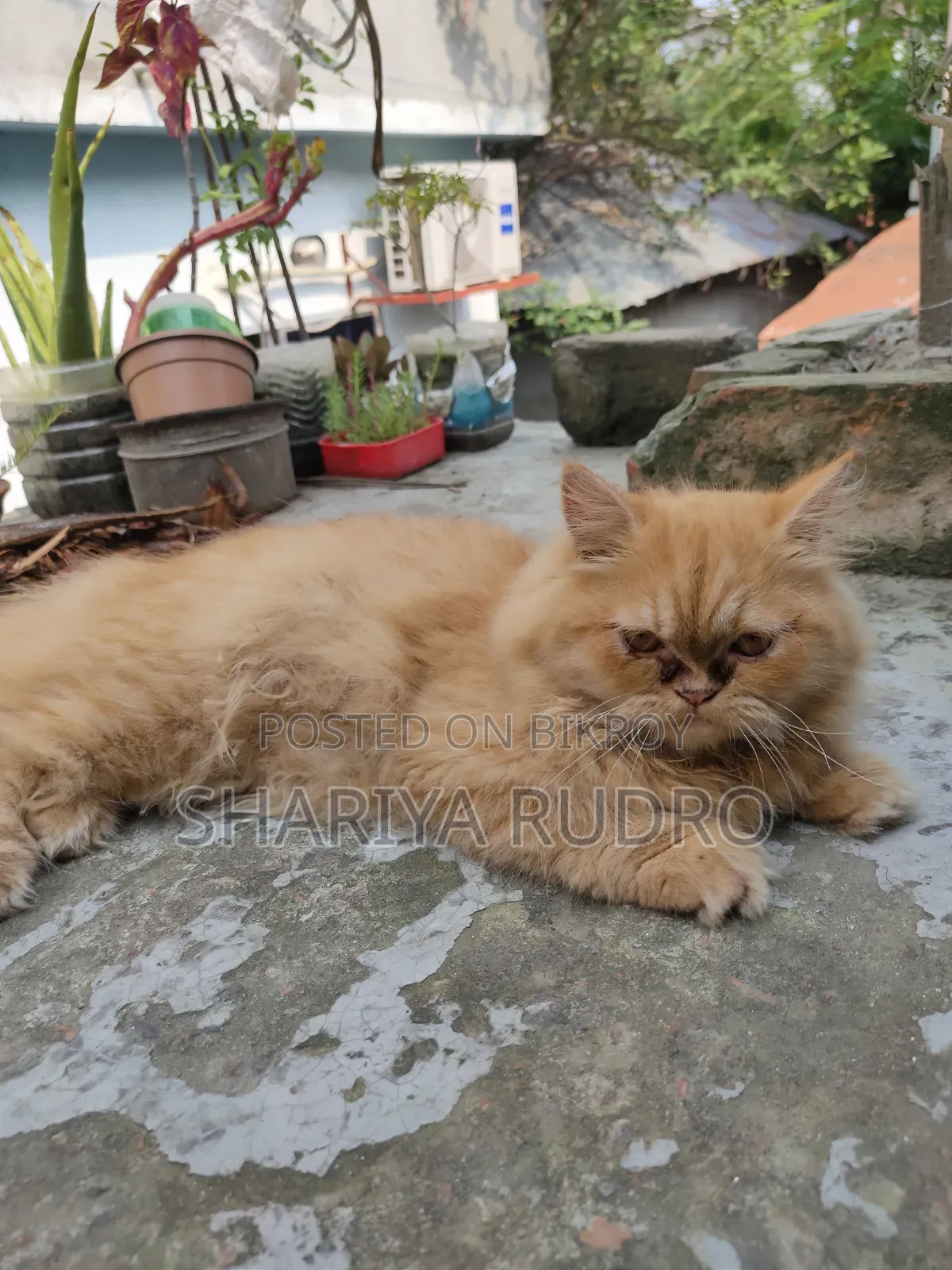 3-6 Months Female Purebred Persian
