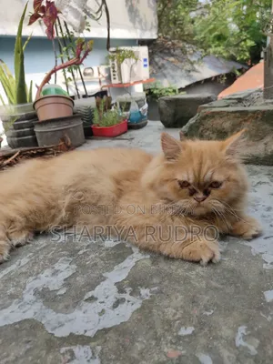 3-6 Months Female Purebred Persian