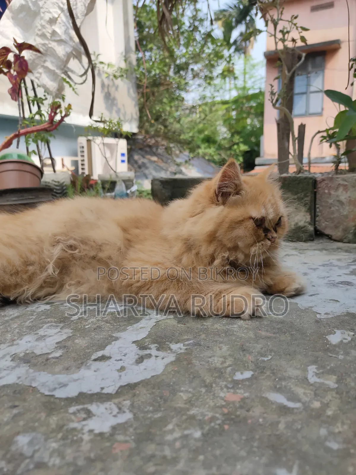 3-6 Months Female Purebred Persian