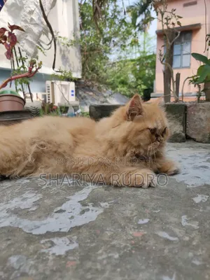 3-6 Months Female Purebred Persian