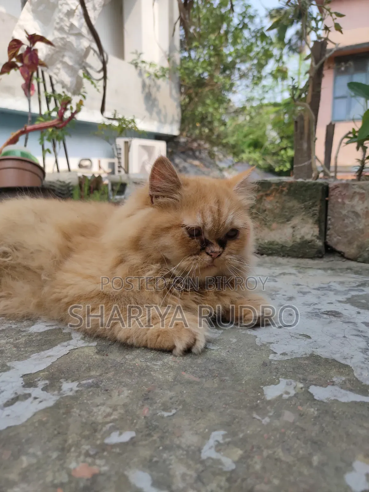 3-6 Months Female Purebred Persian