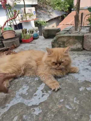 3-6 Months Female Purebred Persian