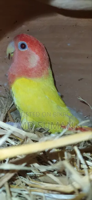 রেড হেড ল্যাটিনো ওপালিন