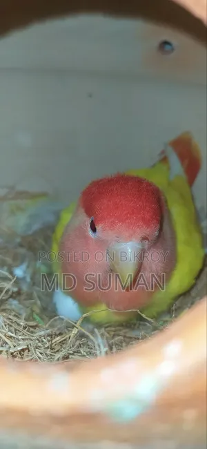 রেড হেড ল্যাটিনো ওপালিন