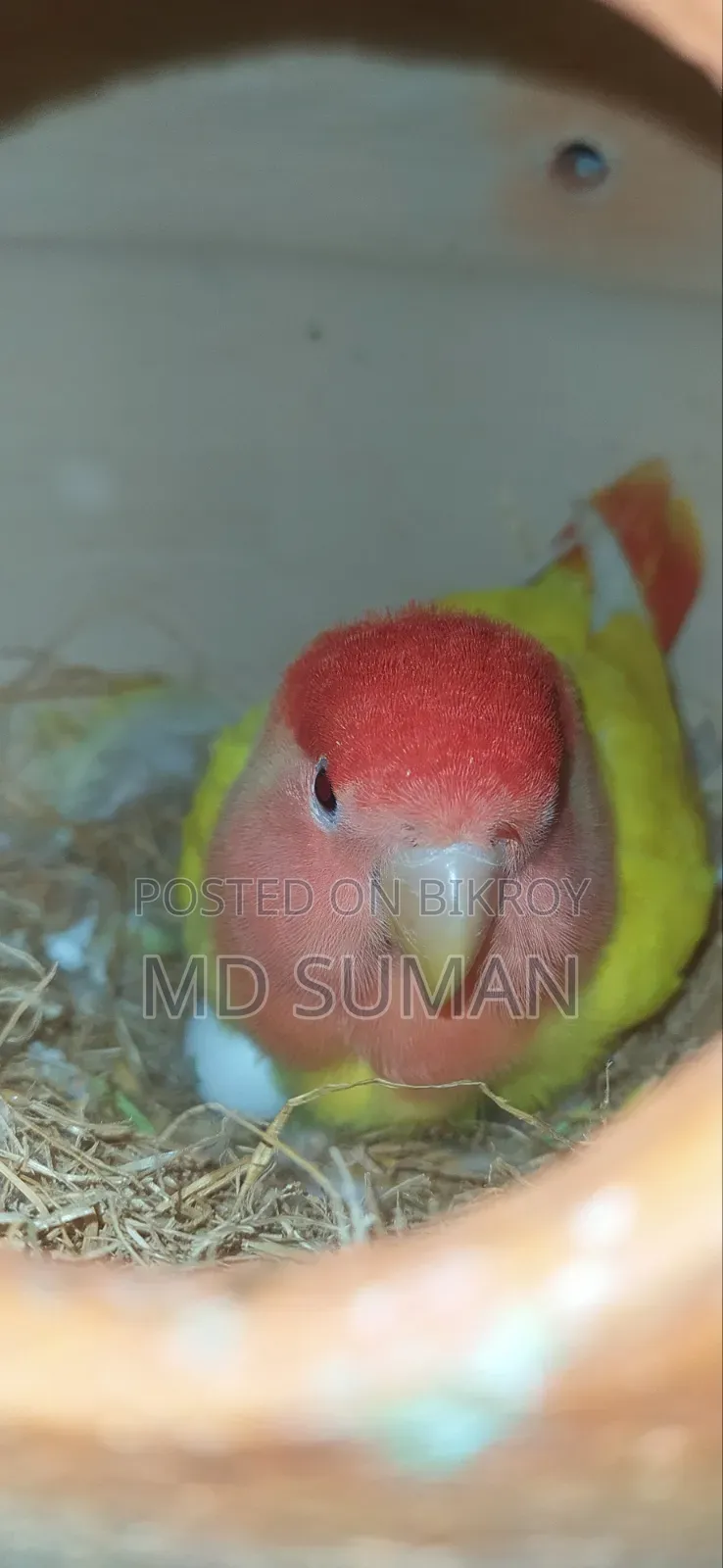 রেড হেড ল্যাটিনো ওপালিন