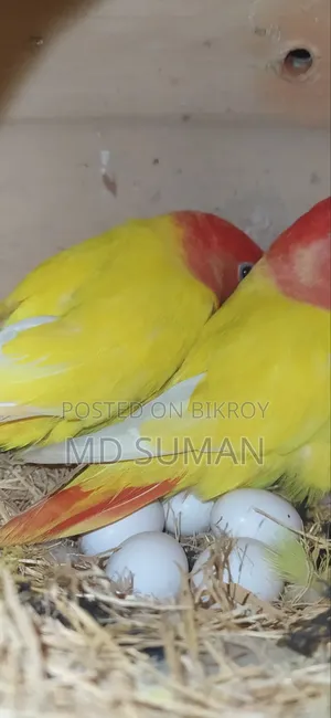 রেড হেড ল্যাটিনো ওপালিন