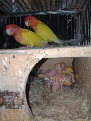 Lovebird Baby