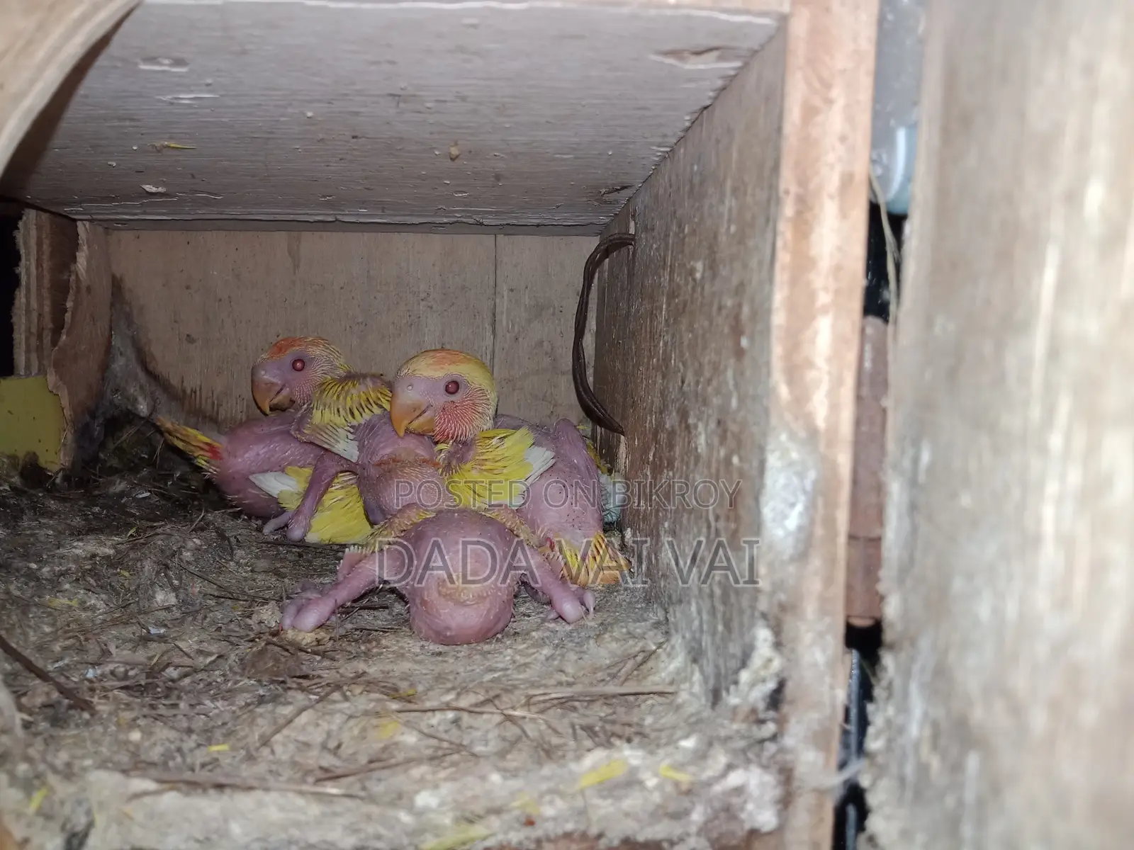 Lovebird Baby