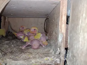 Lovebird Baby