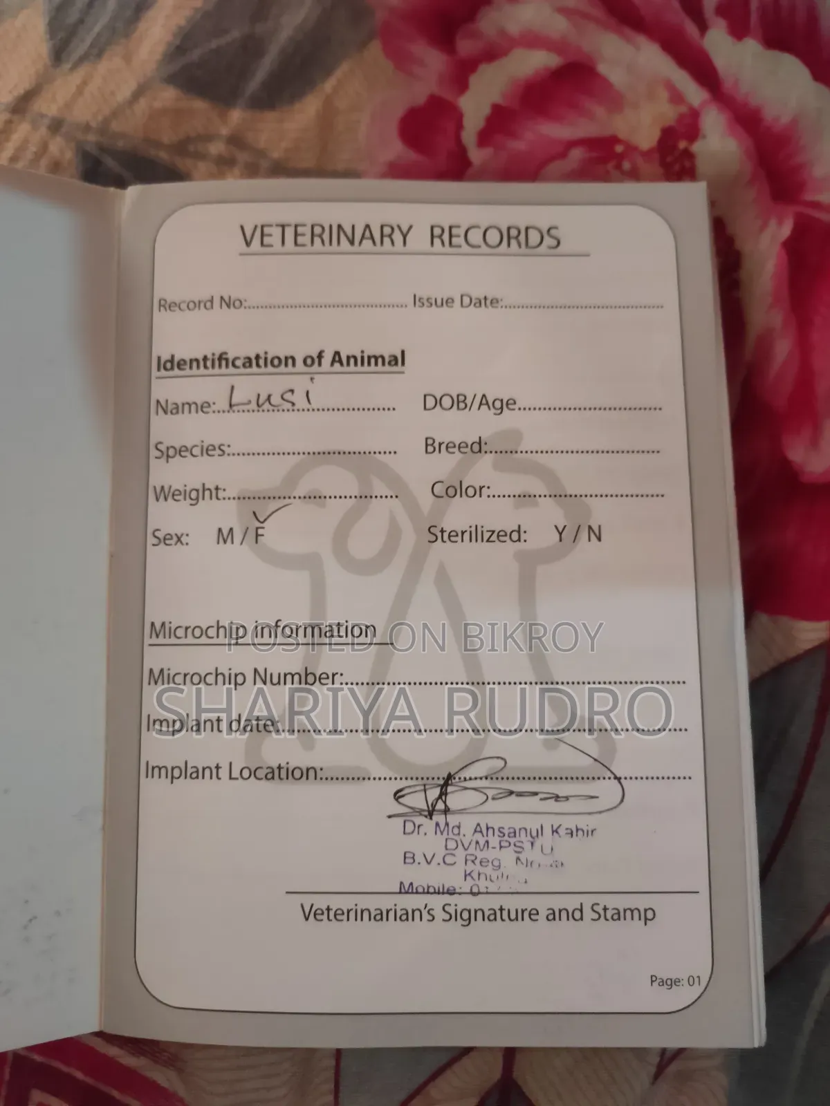 3-6 Months Female Purebred Persian