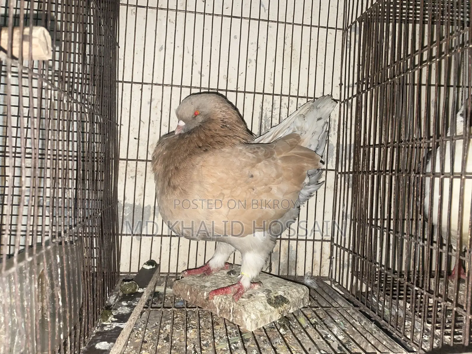 Modena King Male Pigeon for sale