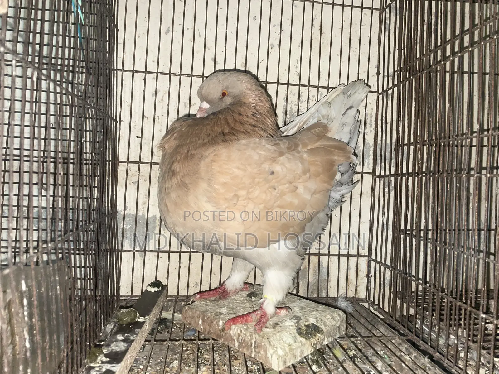 Modena King Male Pigeon for sale