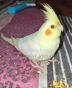 লুটিনো রেড আই ককাটেল
