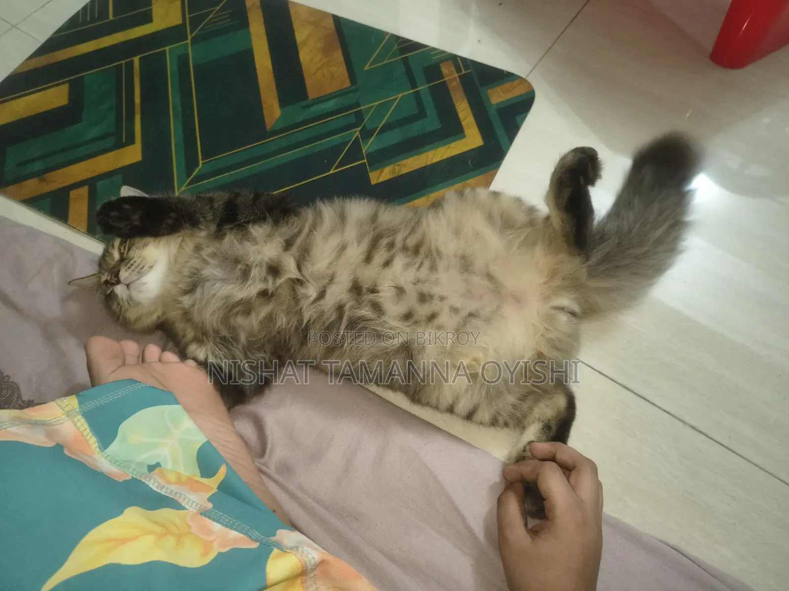 3-6 Months Male Purebred Persian
