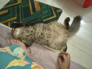 3-6 Months Male Purebred Persian