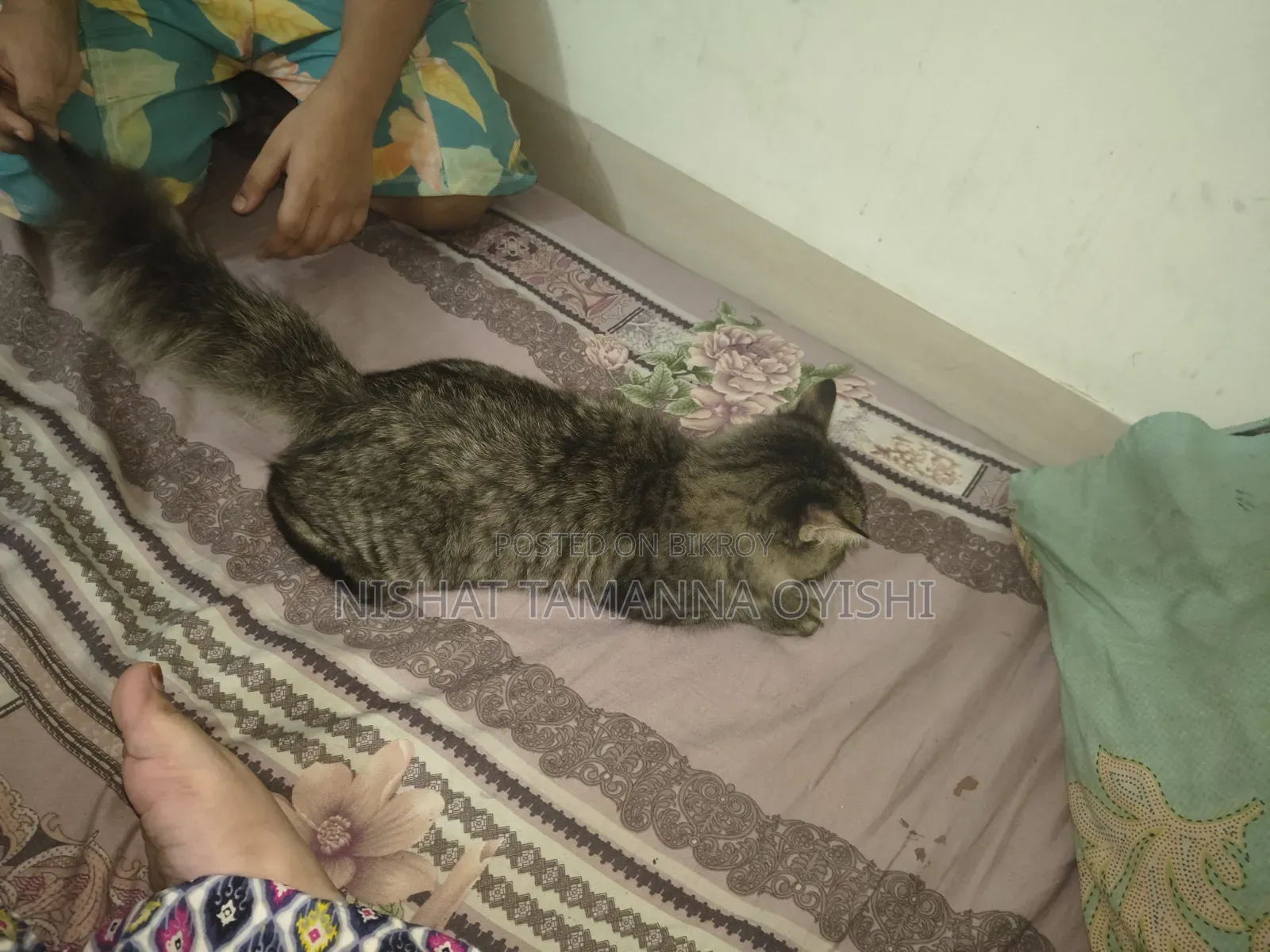3-6 Months Male Purebred Persian