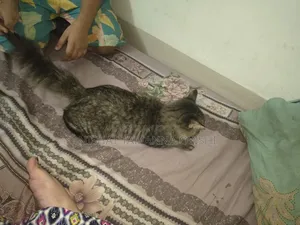 3-6 Months Male Purebred Persian