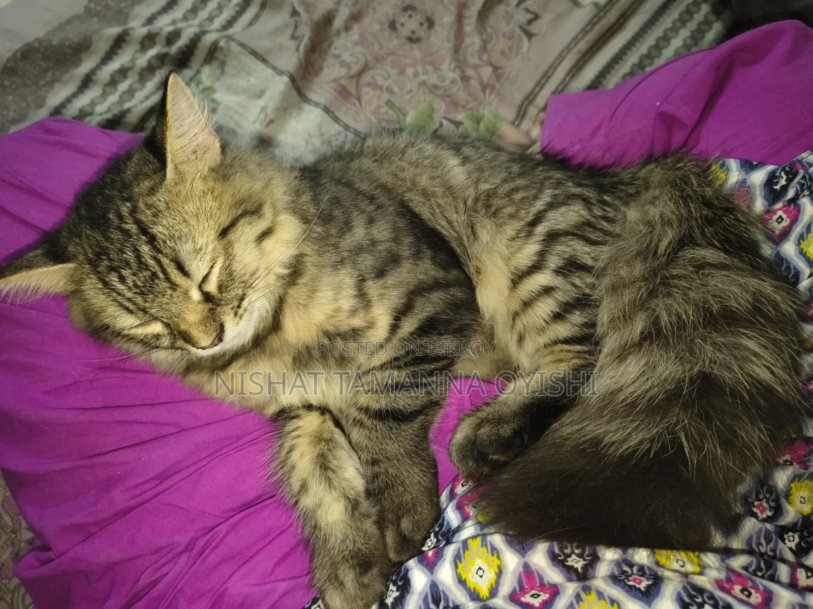 3-6 Months Male Purebred Persian